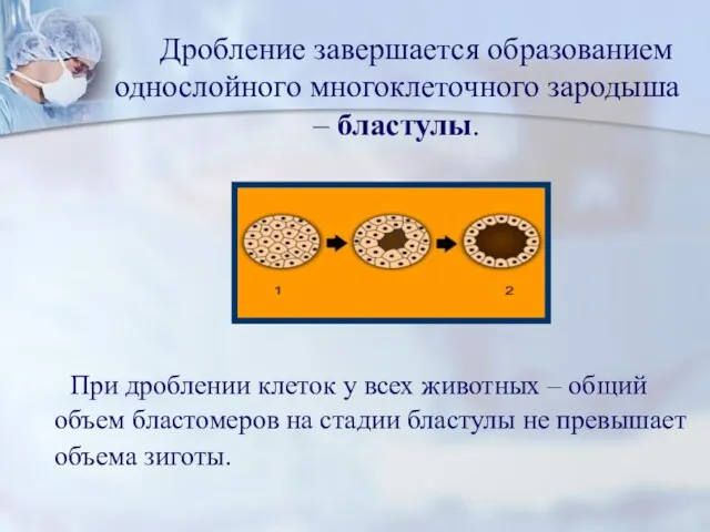 Дробление завершается образованием однослойного многоклеточного зародыша – бластулы. При дроблении клеток у всех