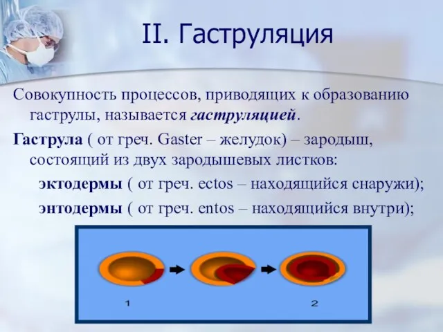 II. Гаструляция Совокупность процессов, приводящих к образованию гаструлы, называется гаструляцией. Гаструла ( от