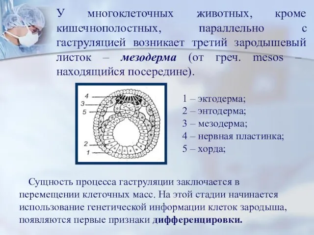 У многоклеточных животных, кроме кишечнополостных, параллельно с гаструляцией возникает третий зародышевый листок –