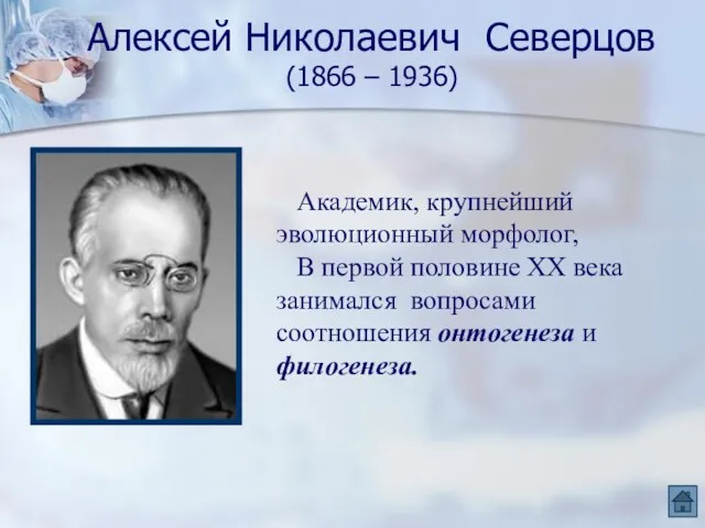 Алексей Николаевич Северцов (1866 – 1936) Академик, крупнейший эволюционный морфолог, В первой половине