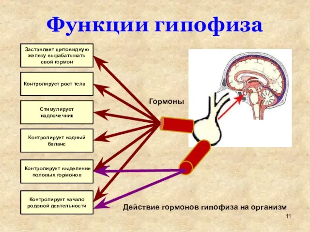 Функции гипофиза Заставляет щитовидную железу вырабатывать свой гормон Контролирует рост