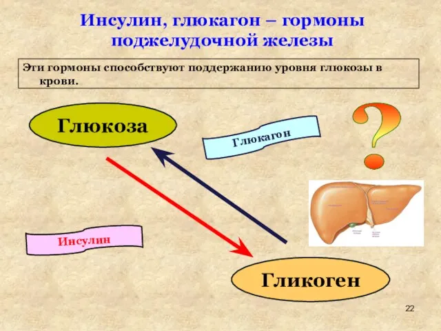 Инсулин Глюкагон Инсулин, глюкагон – гормоны поджелудочной железы Эти гормоны