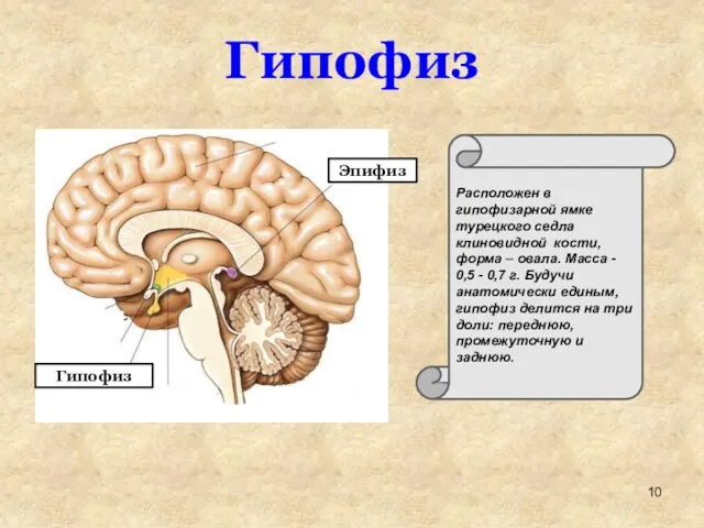 Эпифиз Гипофиз Расположен в гипофизарной ямке турецкого седла клиновидной кости,