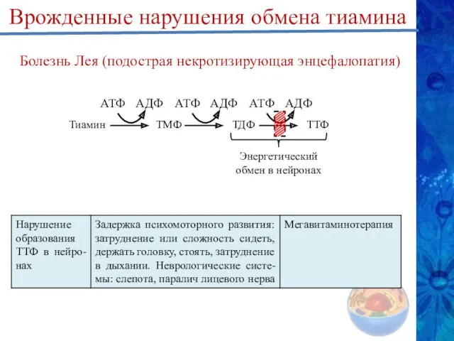 Болезнь Лея (подострая некротизирующая энцефалопатия) Тиамин АТФ АДФ ТМФ АТФ