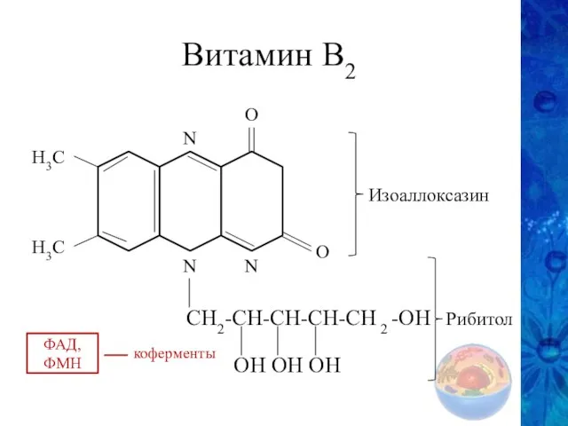 Витамин В2 О О N N N H3C H3C CH2-CH-CH-CH-CH