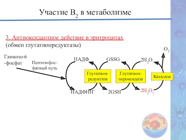 Участие В2 в метаболизме 3. Антиоксидантное действие в эритроцитах (обмен