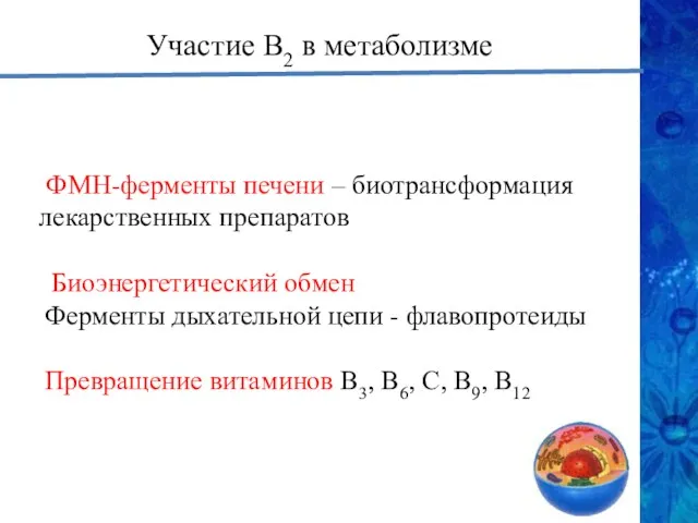 ФМН-ферменты печени – биотрансформация лекарственных препаратов Биоэнергетический обмен Ферменты дыхательной