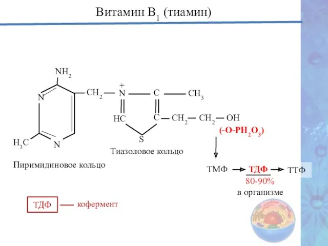 Н3С N NН2 СН2 Пиримидиновое кольцо Витамин В1 (тиамин) N