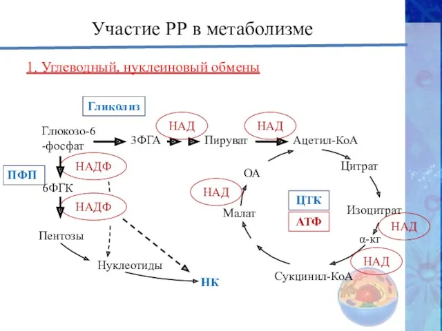 НАДФ НАДФ Участие РР в метаболизме 1. Углеводный, нуклеиновый обмены