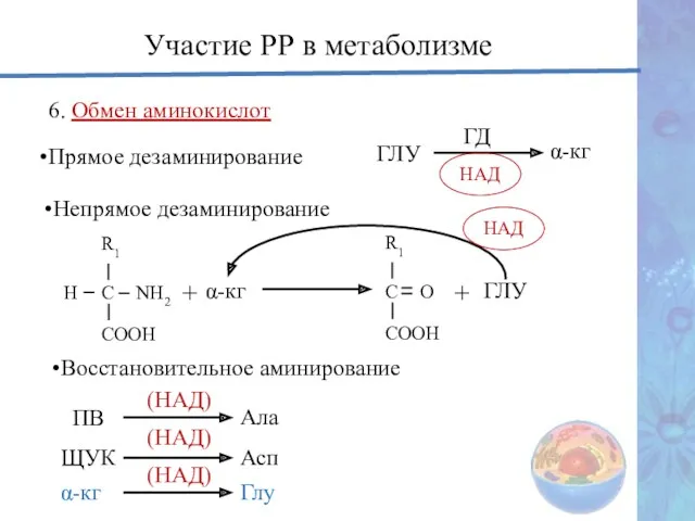 6. Обмен аминокислот Прямое дезаминирование ГЛУ ГД НАД α-кг Участие