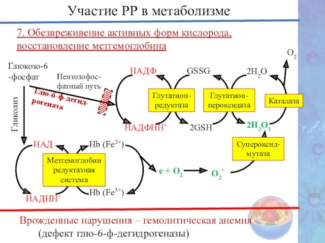 7. Обезвреживение активных форм кислорода, восстановление метгемоглобина Врожденные нарушения –