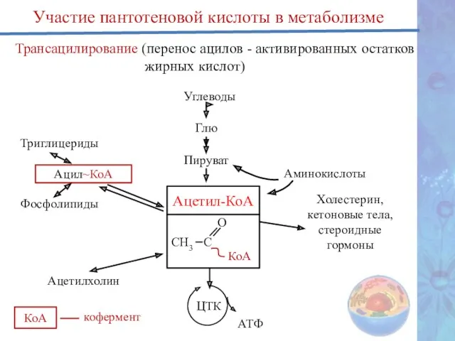 Участие пантотеновой кислоты в метаболизме Трансацилирование (перенос ацилов - активированных