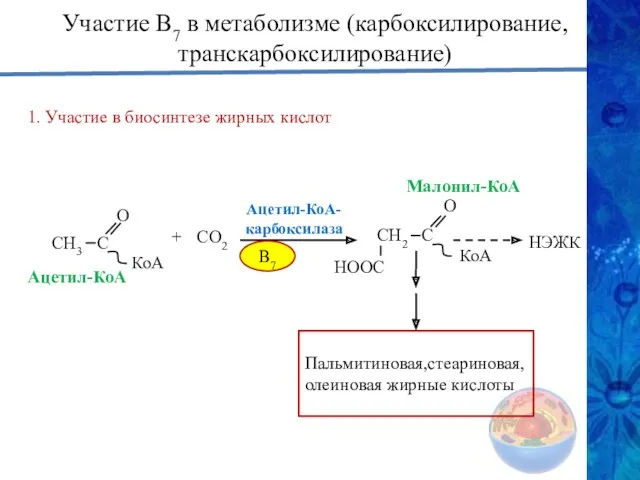 Участие В7 в метаболизме (карбоксилирование, транскарбоксилирование) 1. Участие в биосинтезе жирных кислот