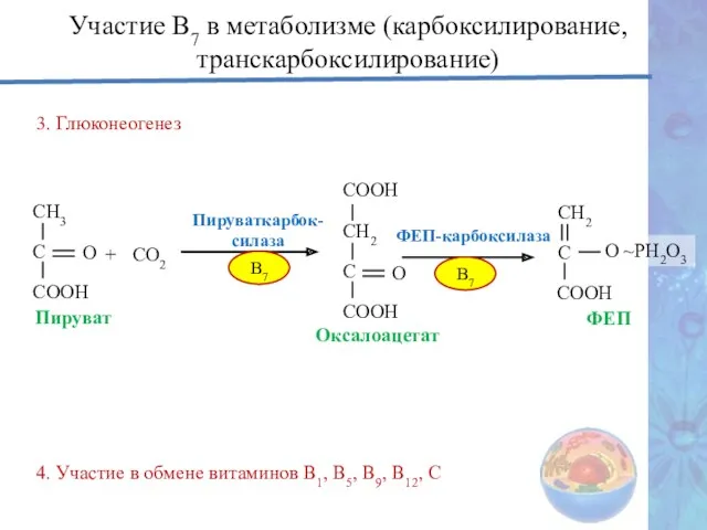 3. Глюконеогенез Участие В7 в метаболизме (карбоксилирование, транскарбоксилирование) 4. Участие