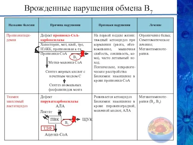 Врожденные нарушения обмена В7 АЛА ПВК ТДФ Ацетил-СоА Лактат ЩУК В7 В7