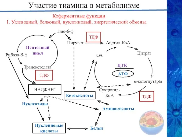 Участие тиамина в метаболизме Глю-6-ф Пируват ТДФ Ацетил-КоА ТДФ НАДФНН+