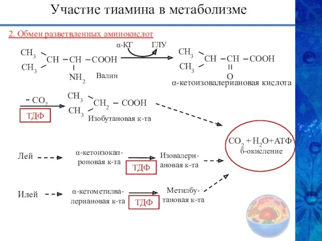 2. Обмен разветвленных аминокислот ϐ-окисление СН3 СН3 СН СН NH2