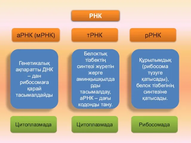 РНК аРНК (мРНК) тРНК рРНК Генетикалық ақпаратты ДНК – дан