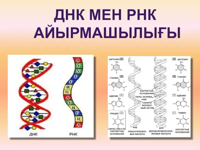 ДНК МЕН РНК АЙЫРМАШЫЛЫҒЫ