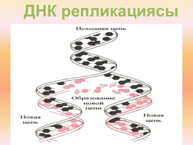 ДНК репликациясы