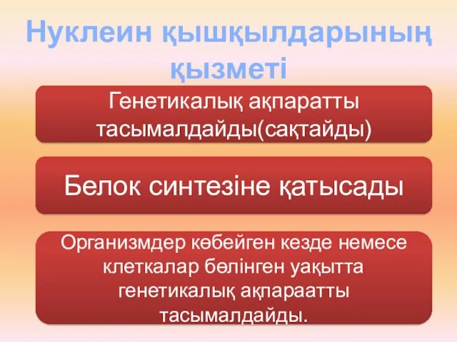 Нуклеин қышқылдарының қызметі Генетикалық ақпаратты тасымалдайды(сақтайды) Белок синтезіне қатысады Организмдер