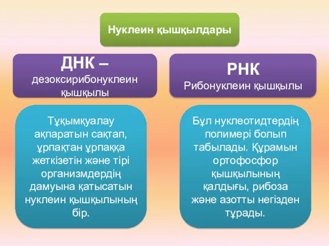 Нуклеин қышқылдары ДНК – дезоксирибонуклеин қышқылы РНК Рибонуклеин қышқылы Тұқымқуалау