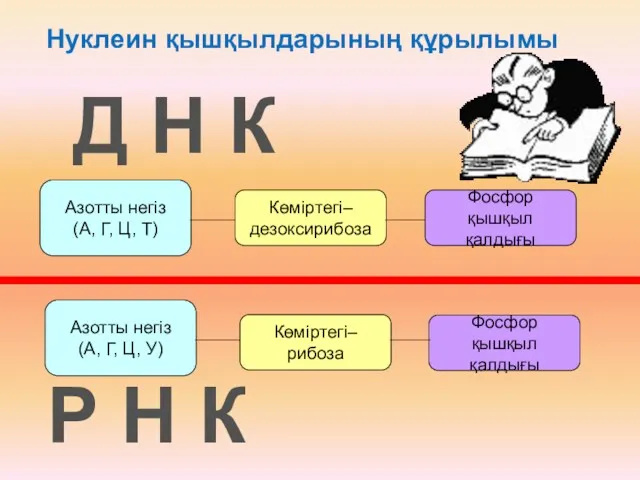 Нуклеин қышқылдарының құрылымы Д Н К Р Н К Азотты