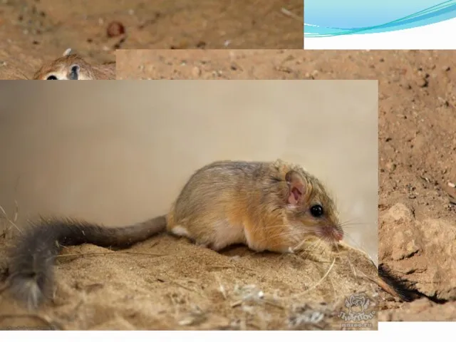 Песчанка Мелкие грызуны, внешне напоминающие крыс. Длина тела от 5 до 20 см;