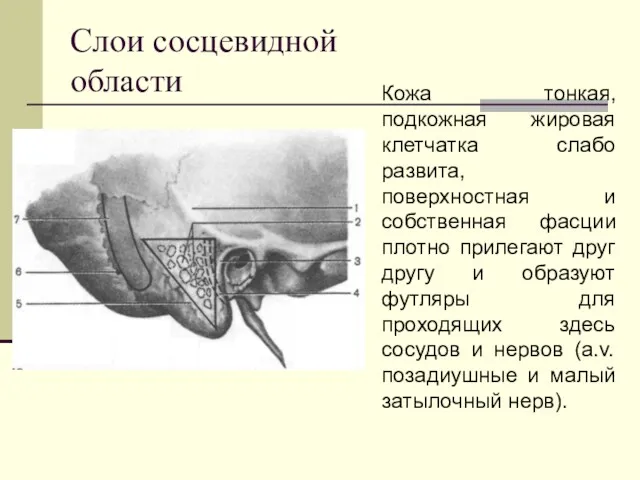 Слои сосцевидной области Кожа тонкая, подкожная жировая клетчатка слабо развита, поверхностная и собственная