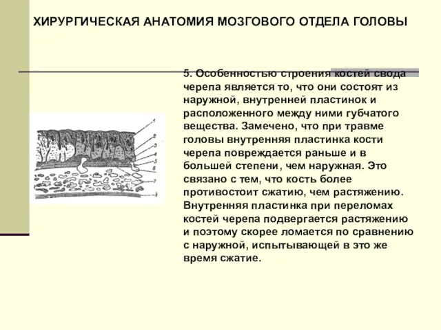 ХИРУРГИЧЕСКАЯ АНАТОМИЯ МОЗГОВОГО ОТДЕЛА ГОЛОВЫ 5. Особенностью строения костей свода