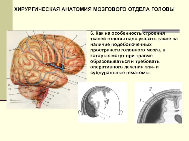 ХИРУРГИЧЕСКАЯ АНАТОМИЯ МОЗГОВОГО ОТДЕЛА ГОЛОВЫ 6. Как на особенность строения