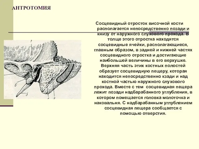 АНТРОТОМИЯ Сосцевидный отросток височной кости располагается непосредственно позади и книзу