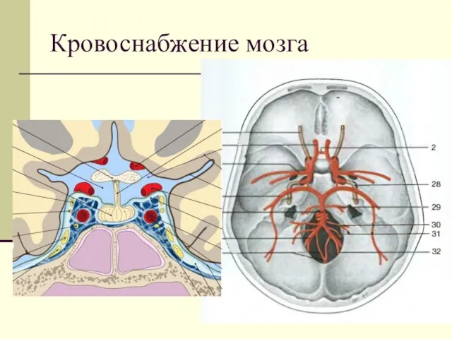 Кровоснабжение мозга