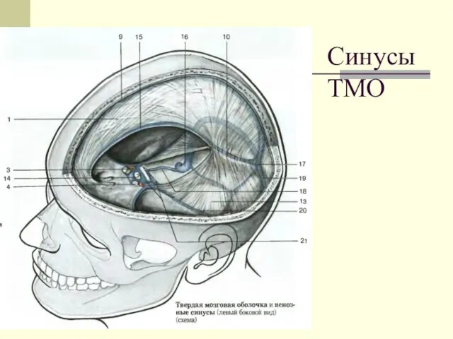 Синусы ТМО