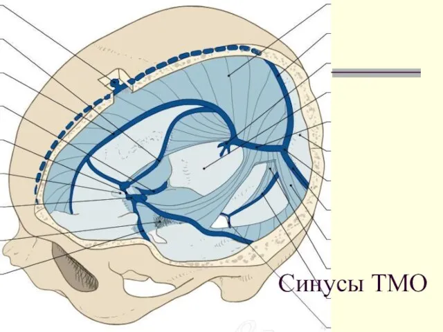 Синусы ТМО