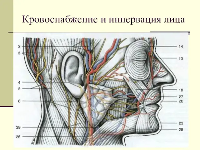 Кровоснабжение и иннервация лица