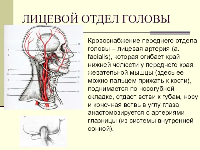 ЛИЦЕВОЙ ОТДЕЛ ГОЛОВЫ Кровоснабжение переднего отдела головы – лицевая артерия (a. facialis), которая