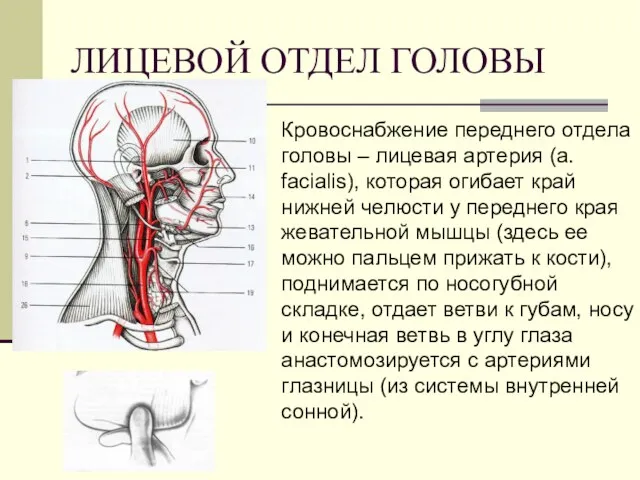 ЛИЦЕВОЙ ОТДЕЛ ГОЛОВЫ Кровоснабжение переднего отдела головы – лицевая артерия