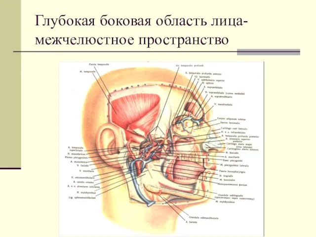 Глубокая боковая область лица- межчелюстное пространство