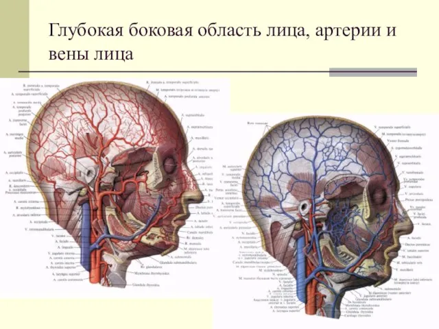 Глубокая боковая область лица, артерии и вены лица