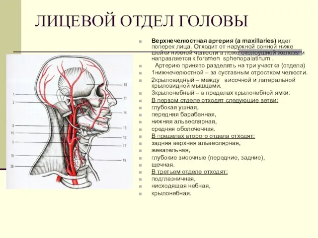 ЛИЦЕВОЙ ОТДЕЛ ГОЛОВЫ Верхнечелюстная артерия (a maxillaries) идет поперек лица. Отходит от наружной