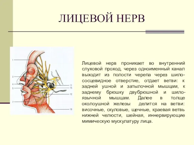 ЛИЦЕВОЙ НЕРВ Лицевой нерв проникает во внутренний слуховой проход, через