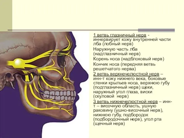 1 ветвь глазничный нерв - иннервирует кожу внутренней части лба (лобный нерв) Наружную