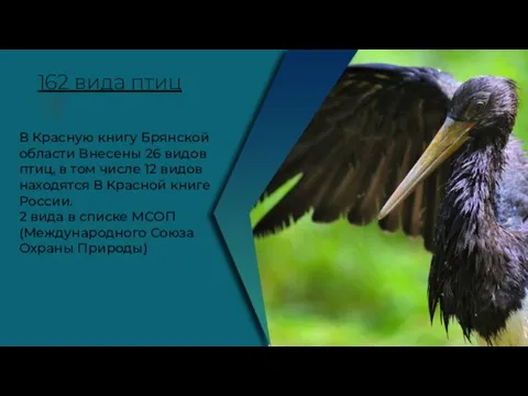 162 вида птиц В Красную книгу Брянской области Внесены 26