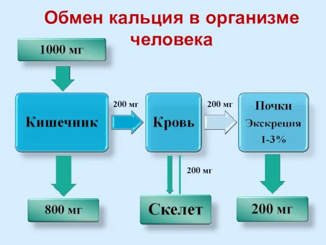 Обмен кальция в организме человека 200 мг 200 мг 200 мг