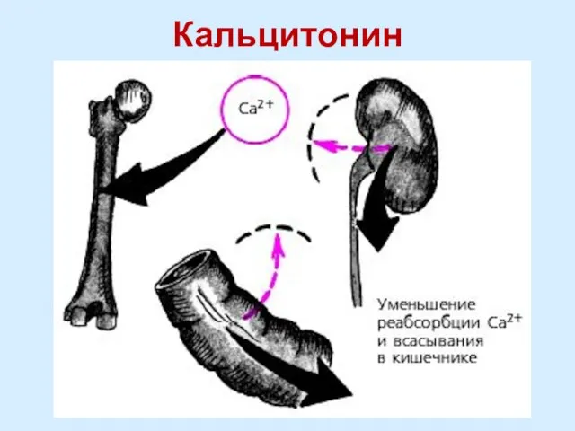 Кальцитонин