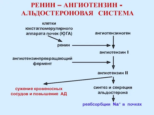 РЕНИН – АНГИОТЕНЗИН - АЛЬДОСТЕРОНОВАЯ СИСТЕМА клетки юкстагломерулярного аппарата почек