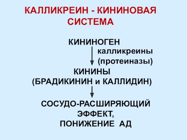 КАЛЛИКРЕИН - КИНИНОВАЯ СИСТЕМА КИНИНОГЕН калликреины (протеиназы) КИНИНЫ (БРАДИКИНИН и КАЛЛИДИН) СОСУДО-РАСШИРЯЮЩИЙ ЭФФЕКТ, ПОНИЖЕНИЕ АД