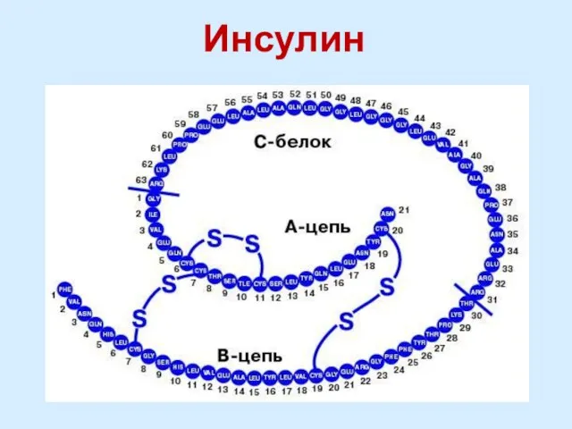 Инсулин