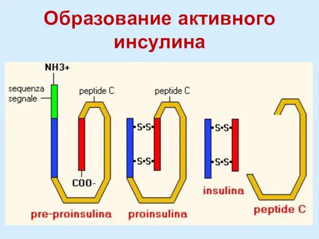 Образование активного инсулина